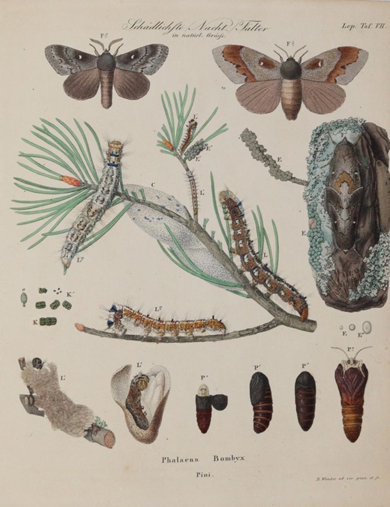 Große Abbildung Nr.4: 140-1903 Ratzeburg,J.T.C.: (Zoologie, Insekten)