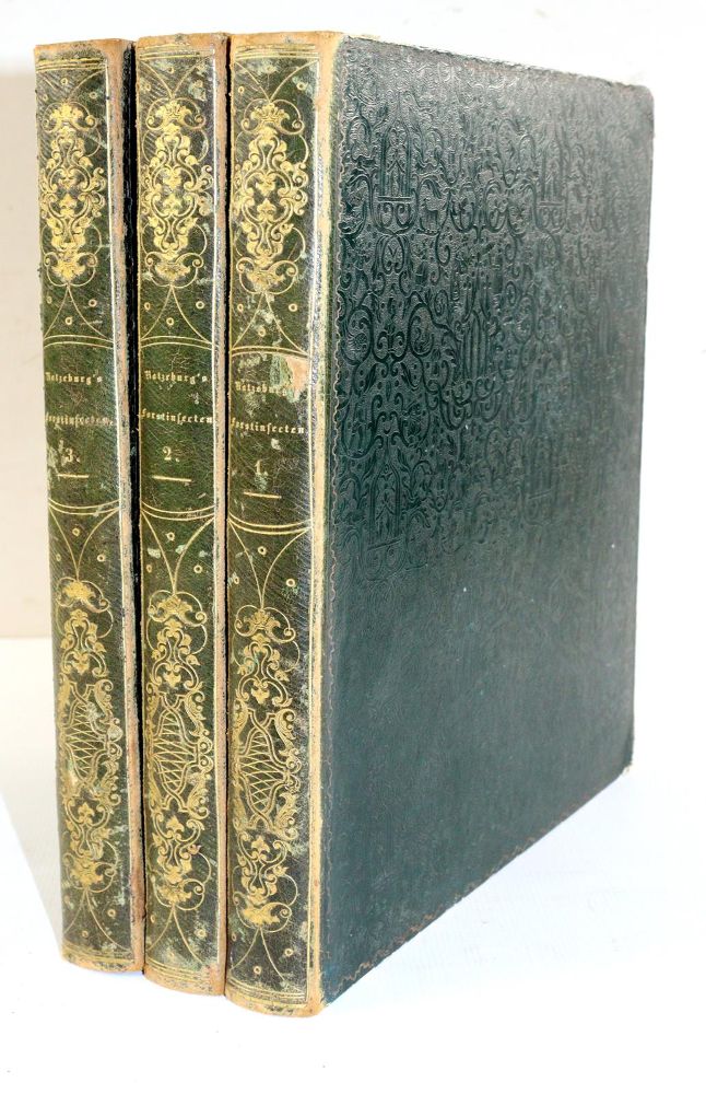 Große Abbildung Nr.6: 140-1903 Ratzeburg,J.T.C.: (Zoologie, Insekten)