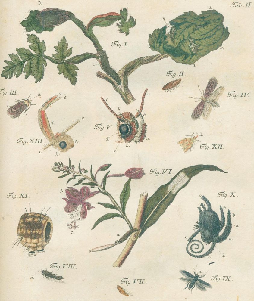 Große Abbildung Nr.3: 140-1904 Schäffer,J.C.: (Zoologie, Insekten)