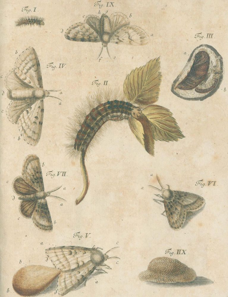 Große Abbildung Nr.5: 140-1904 Schäffer,J.C.: (Zoologie, Insekten)