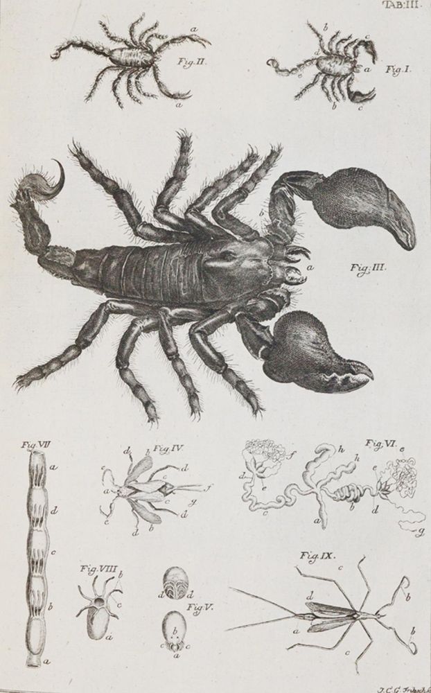 Große Abbildung Nr.2: 140-1905 Swammerdamm,J.: (Zoologie, Insekten)