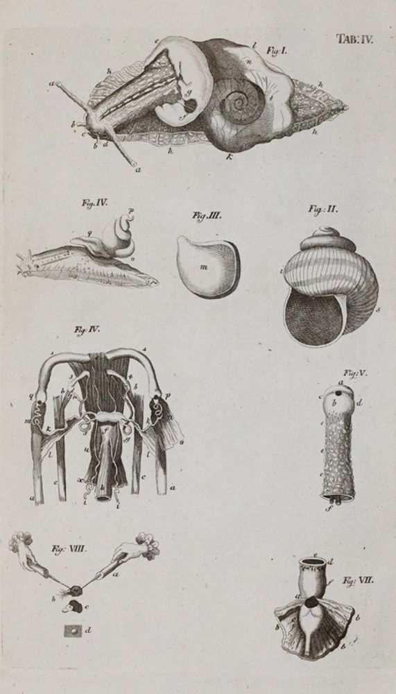 Große Abbildung Nr.3: 140-1905 Swammerdamm,J.: (Zoologie, Insekten)