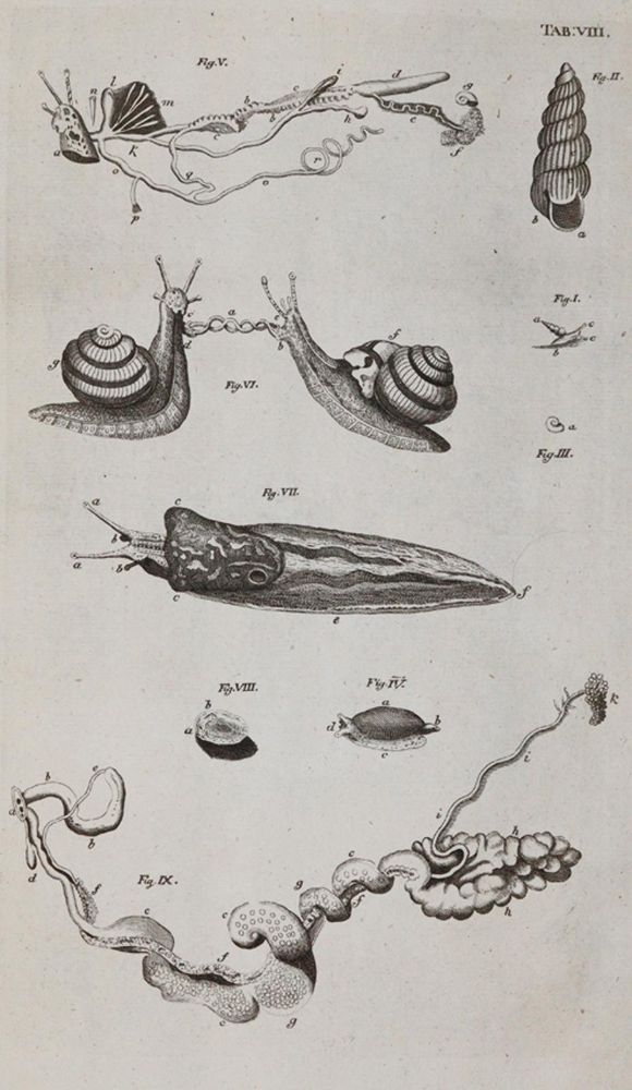 Große Abbildung Nr.4: 140-1905 Swammerdamm,J.: (Zoologie, Insekten)