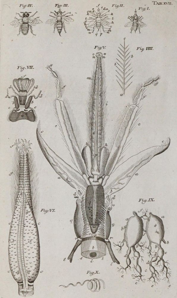 Große Abbildung Nr.5: 140-1905 Swammerdamm,J.: (Zoologie, Insekten)