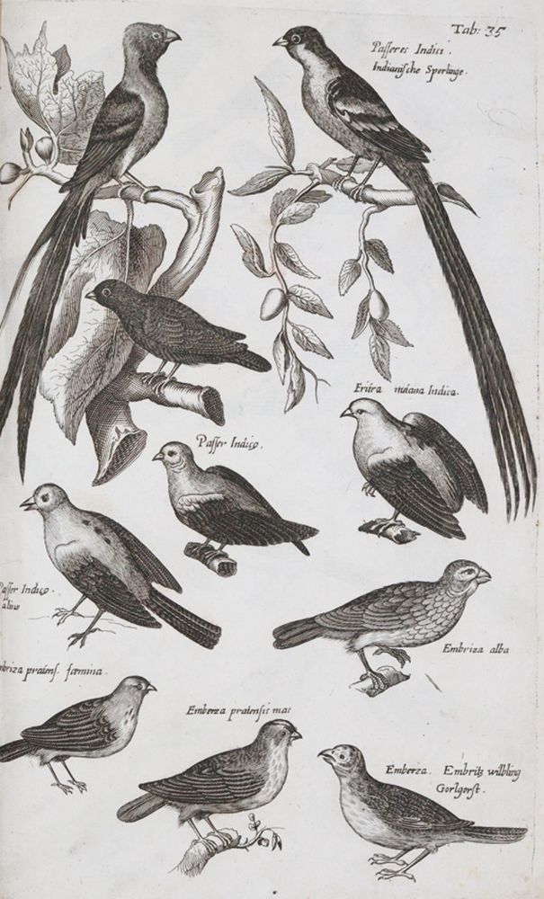 Große Abbildung Nr.1: 140-1907 Jonston,J.: (Zoologie)