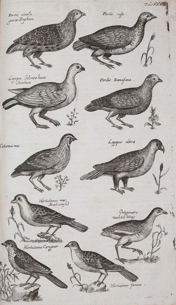 Große Abbildung Nr.2: 140-1907 Jonston,J.: (Zoologie)