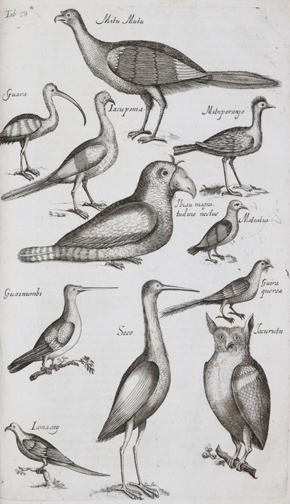 Große Abbildung Nr.3: 140-1907 Jonston,J.: (Zoologie)