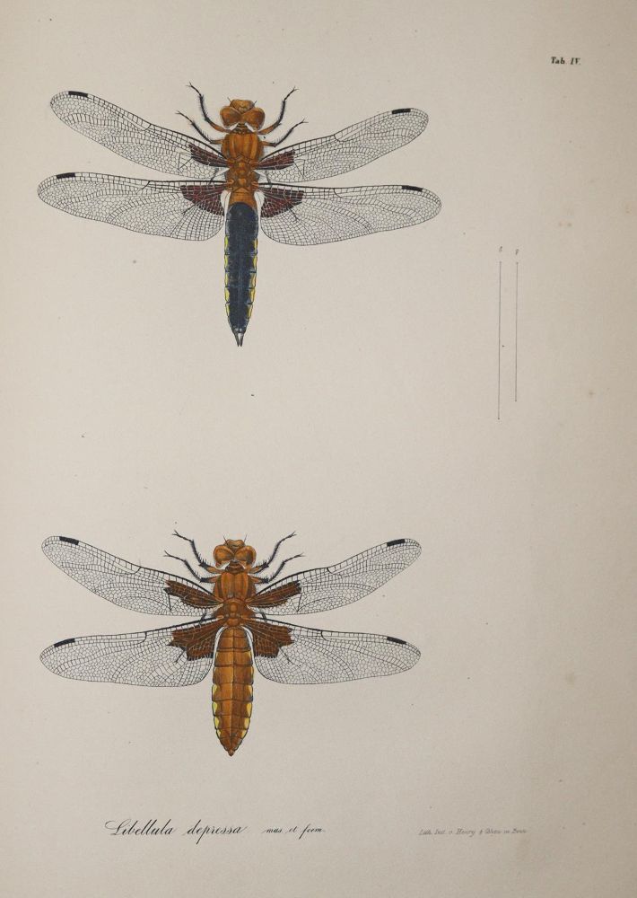Große Abbildung Nr.2: 140-1909 Charpentier,T.v.: (Zoologie, Libellen)