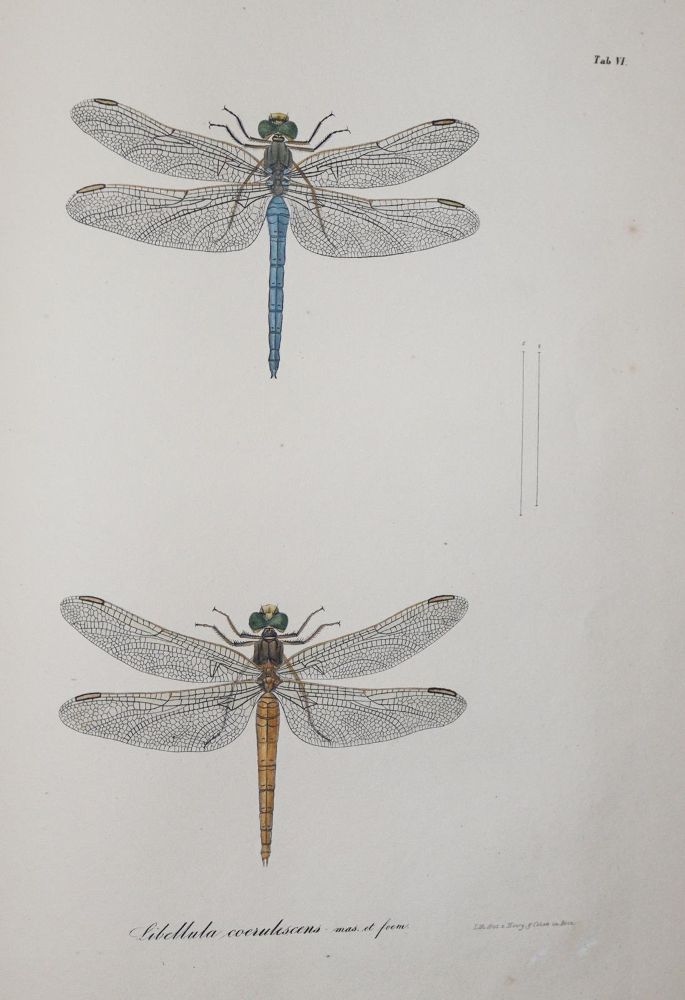 Große Abbildung Nr.3: 140-1909 Charpentier,T.v.: (Zoologie, Libellen)