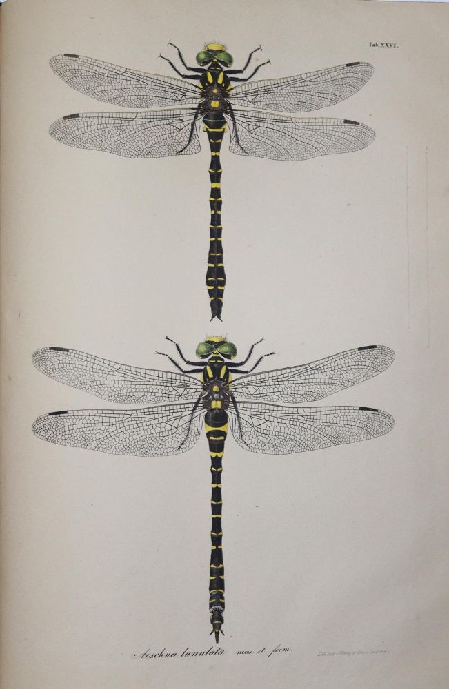 Große Abbildung Nr.4: 140-1909 Charpentier,T.v.: (Zoologie, Libellen)