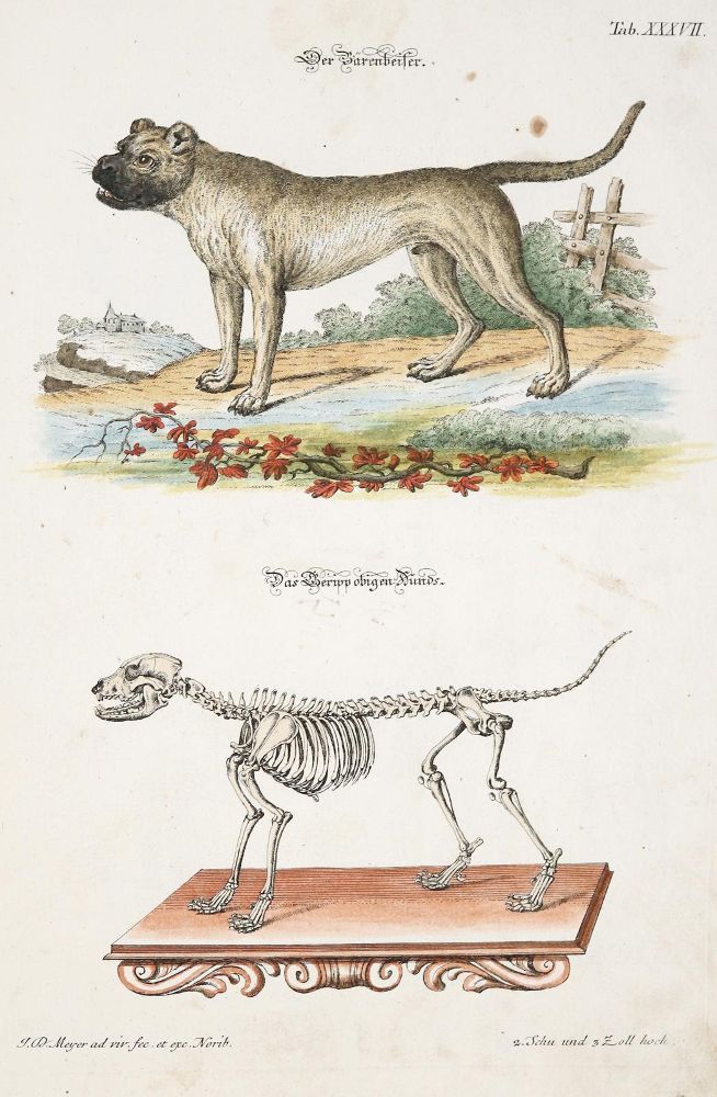 Große Abbildung Nr.4: 140-1911 Meyer,J.D.: (Zoologie)