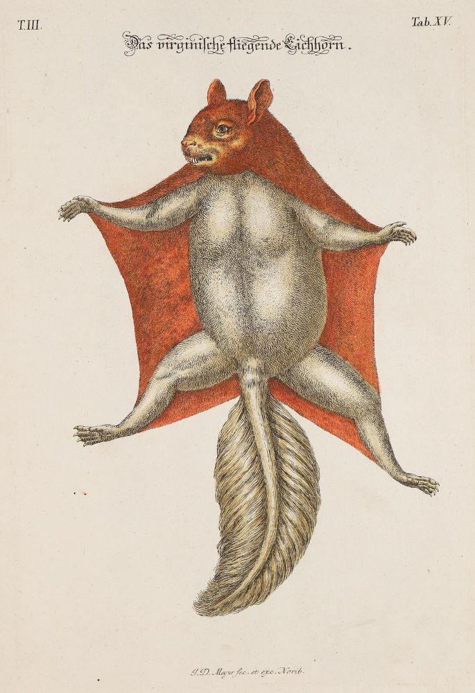 Große Abbildung Nr.7: 140-1911 Meyer,J.D.: (Zoologie)