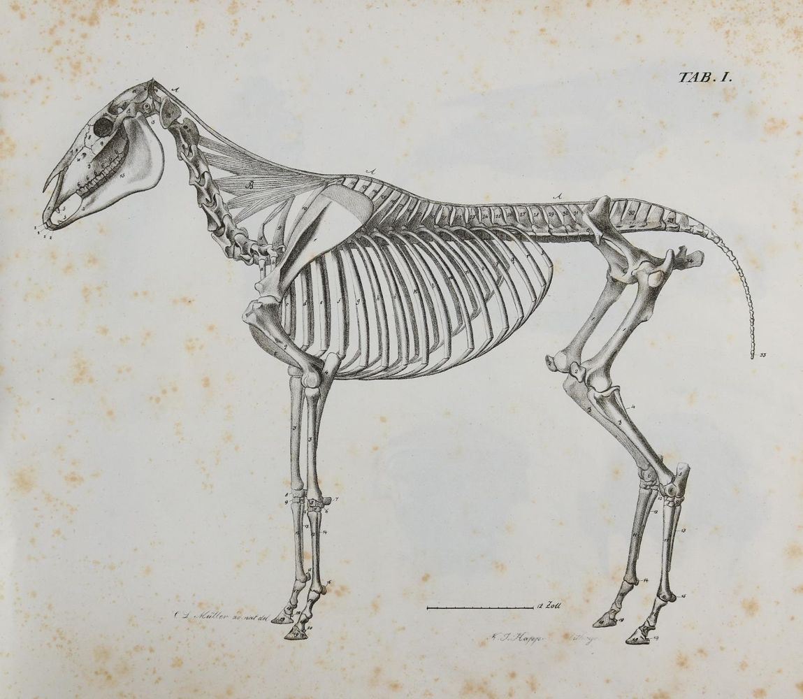 Große Abbildung Nr.1: 140-1913 Gurlt,(E.F.).: (Zoologie, Pferde)