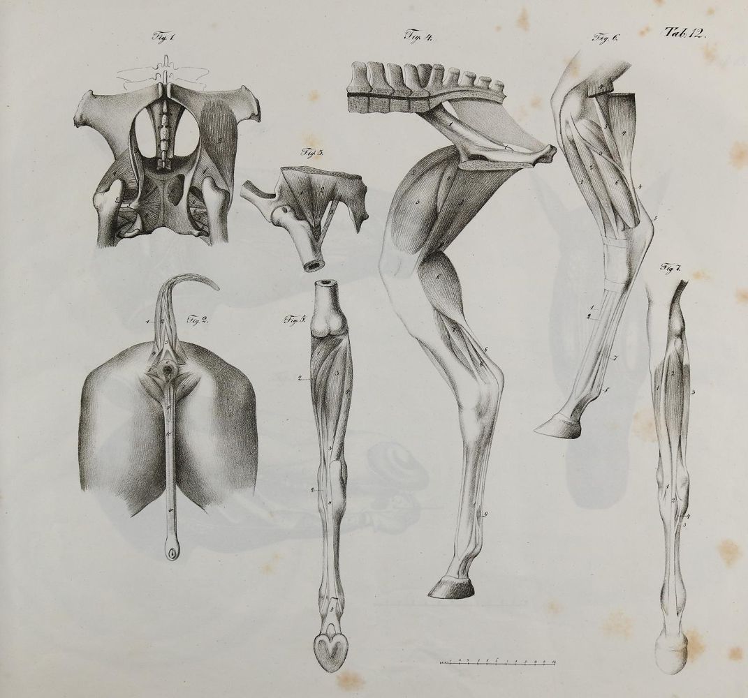 Große Abbildung Nr.2: 140-1913 Gurlt,(E.F.).: (Zoologie, Pferde)