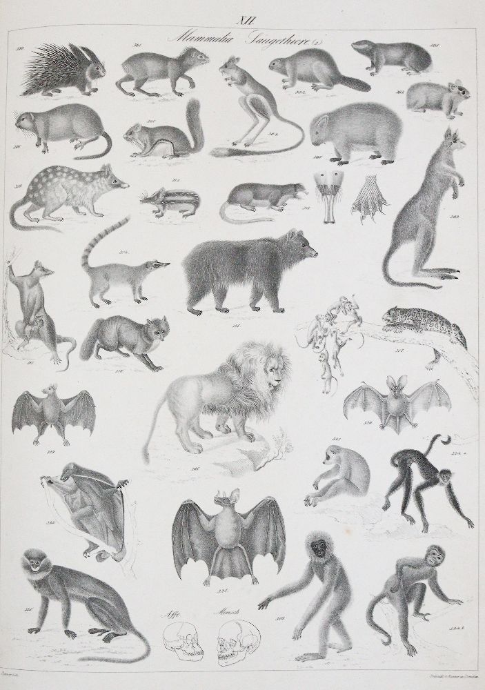 Große Abbildung Nr.1: 140-1917 Roßmäßler,E.A.: (Zoologie)