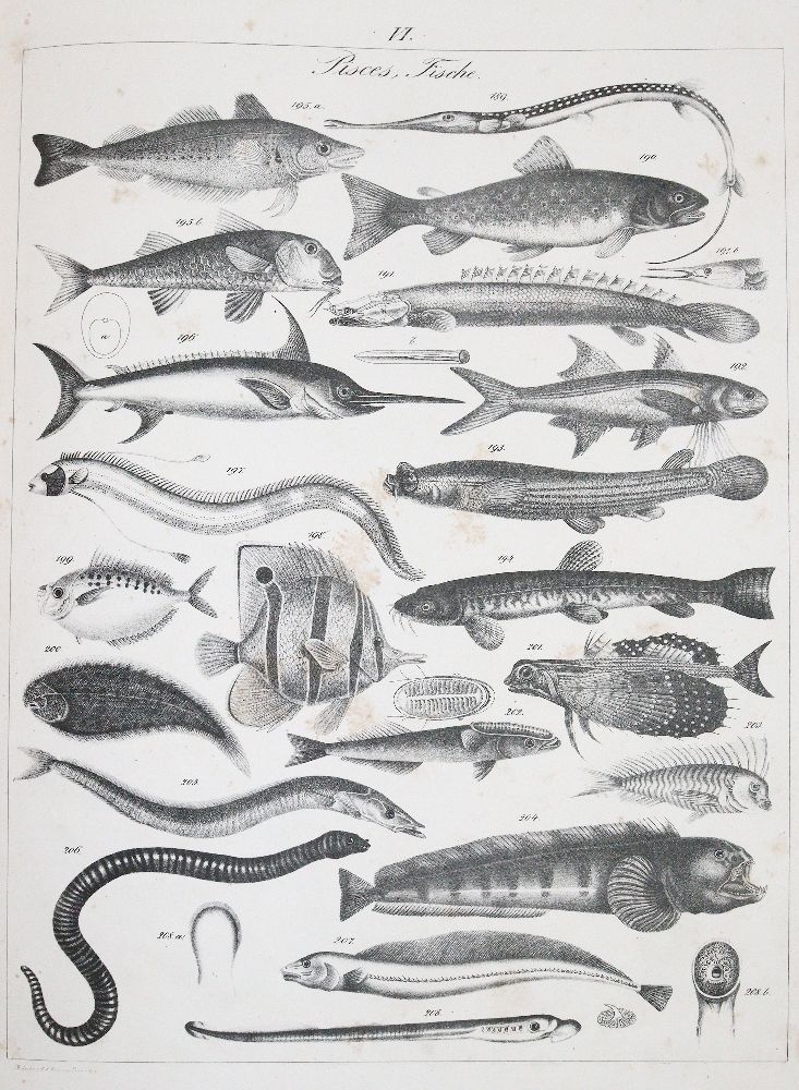 Große Abbildung Nr.2: 140-1917 Roßmäßler,E.A.: (Zoologie)