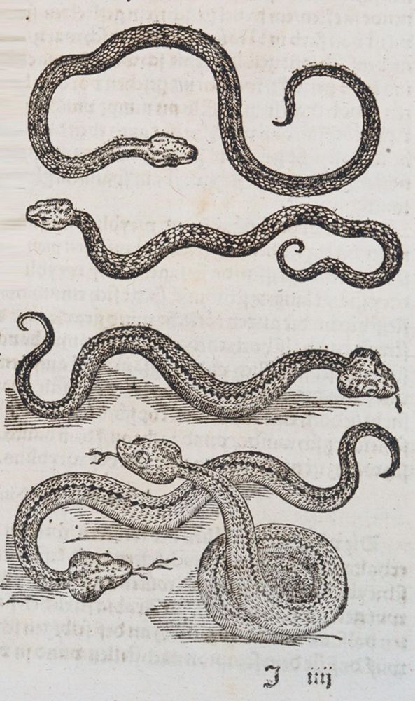 Große Abbildung Nr.3: 140-1919 Geßner,C.: (Zoologie, Schlangen)