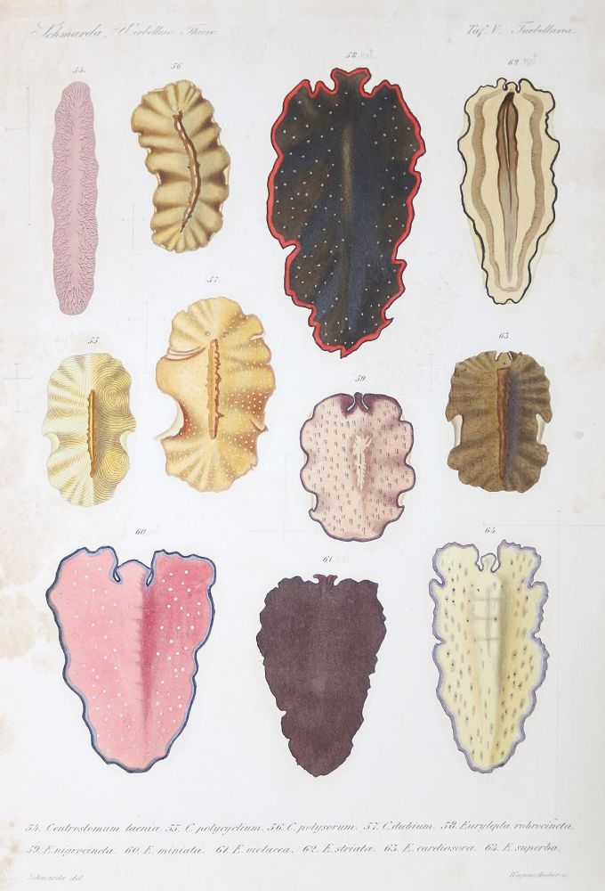 Große Abbildung Nr.1: 140-1920 Schmarda,L.K.: (Zoologie)