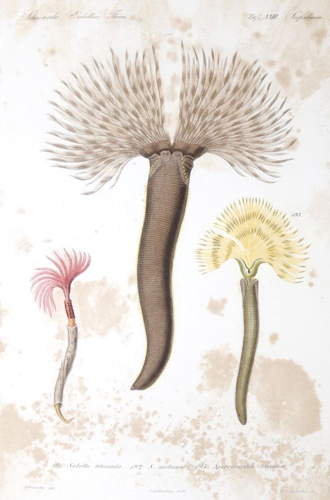 Große Abbildung Nr.2: 140-1920 Schmarda,L.K.: (Zoologie)