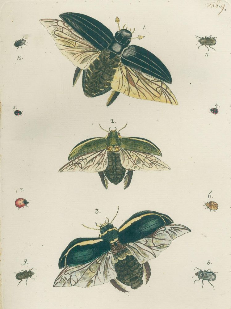 Große Abbildung Nr.2: 140-1921 Bergsträßer,J.A.B.: (Zoologie, Schmetterlinge)