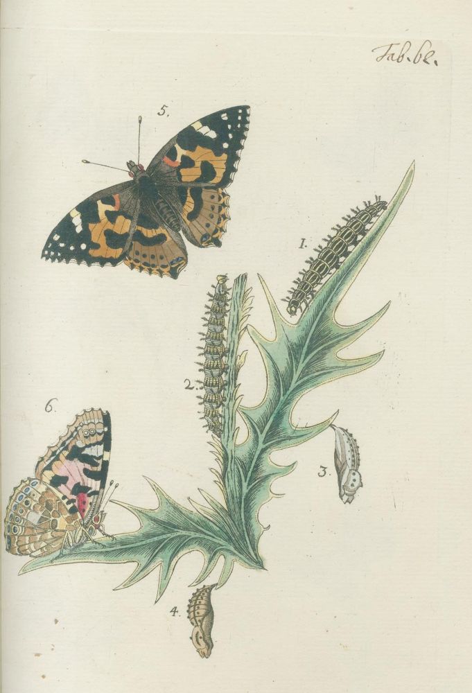 Große Abbildung Nr.4: 140-1921 Bergsträßer,J.A.B.: (Zoologie, Schmetterlinge)