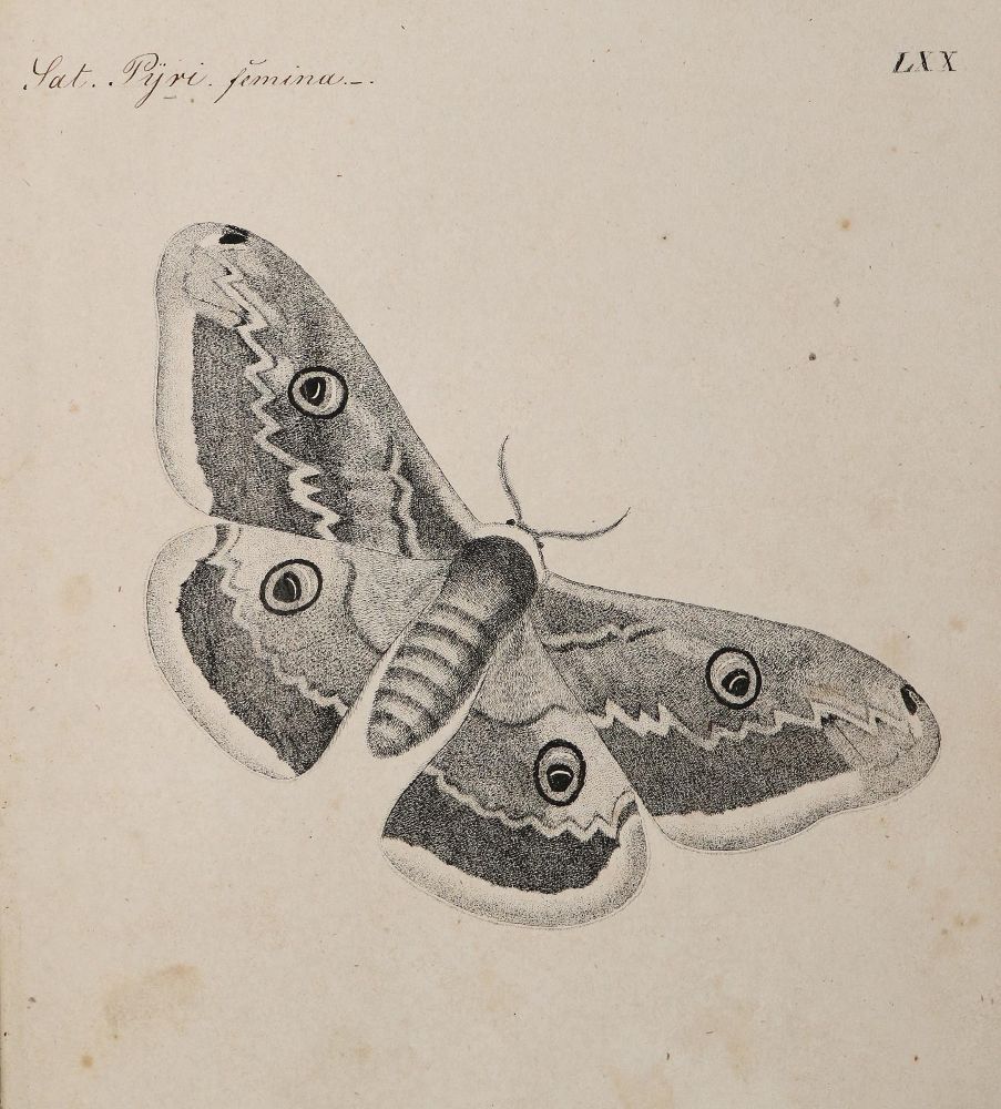 Große Abbildung Nr.1: 140-1922 Meigen,J.W.: (Zoologie, Schmetterlinge)