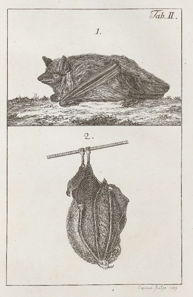 Große Abbildung Nr.2: 140-1927 Bechstein,J.M.: (Zoologie, Vögel)