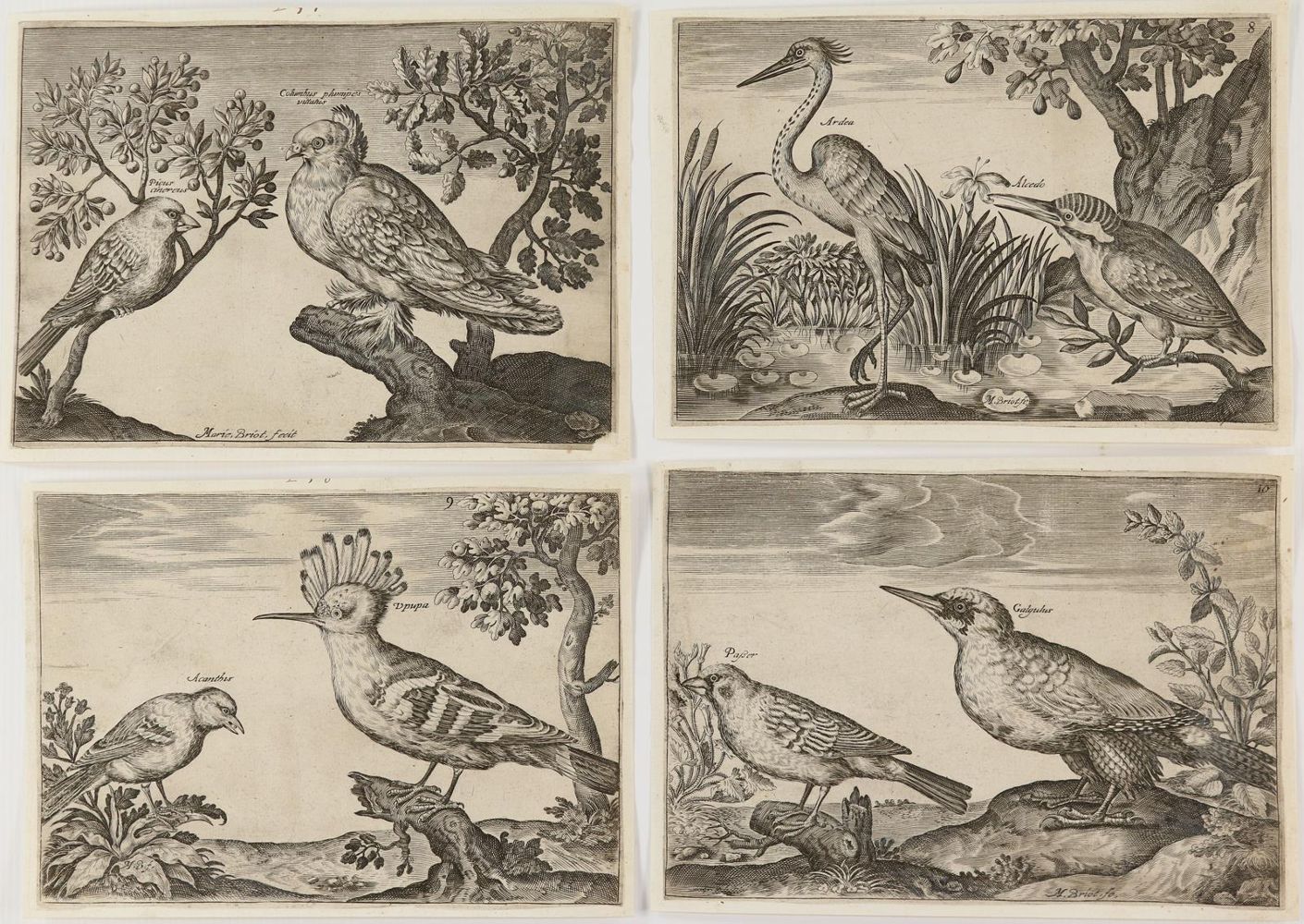 Große Abbildung Nr.4: 140-1928 Briot, Marie.: (Zoologie, Vögel)