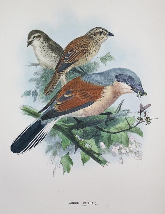 Große Abbildung Nr.1: 140-1930 Dresser,H.E.: (Zoologie, Vögel)