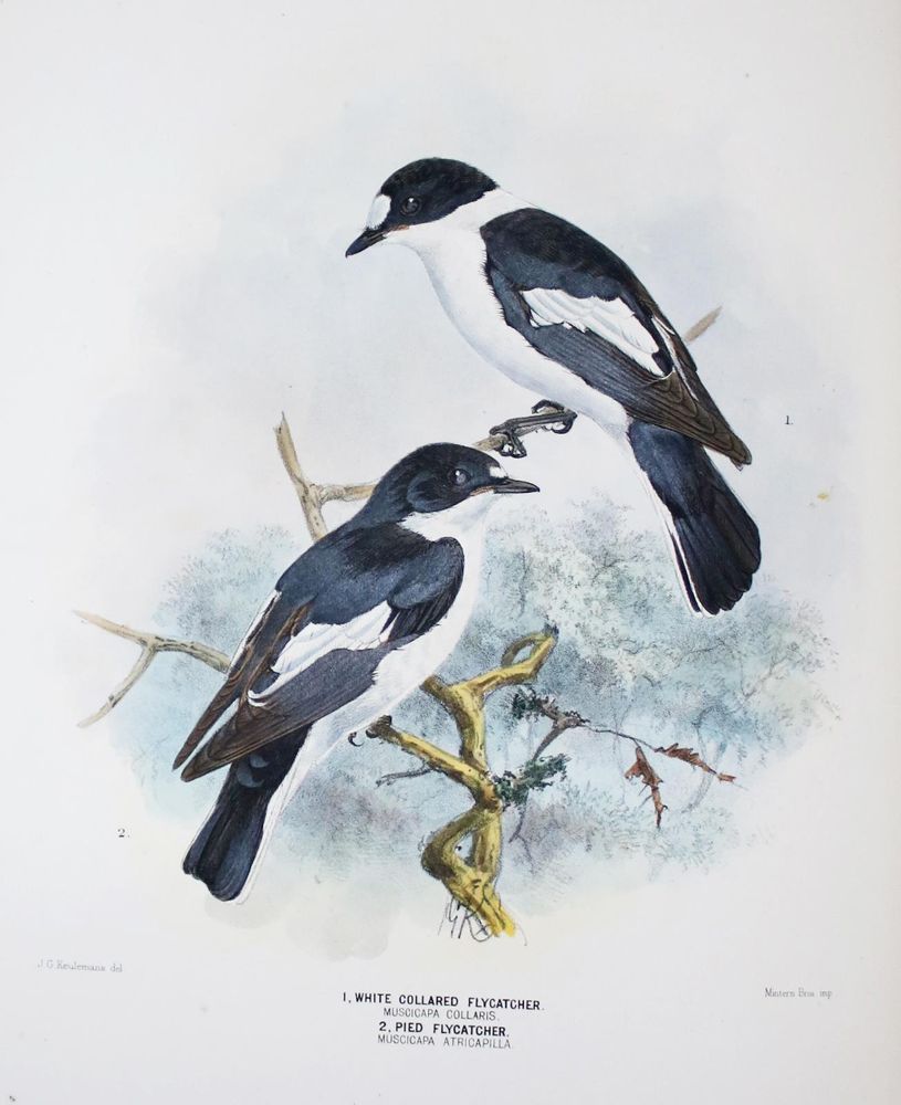 Große Abbildung Nr.2: 140-1930 Dresser,H.E.: (Zoologie, Vögel)