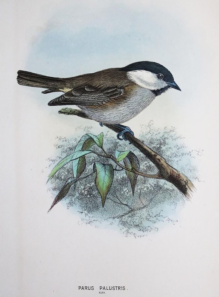 Große Abbildung Nr.3: 140-1930 Dresser,H.E.: (Zoologie, Vögel)