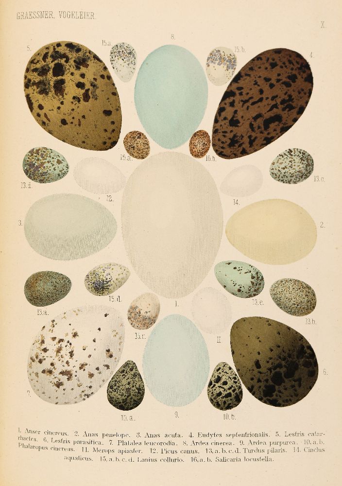 Große Abbildung Nr.2: 140-1932 Graessner,F.: (Zoologie, Vögel)