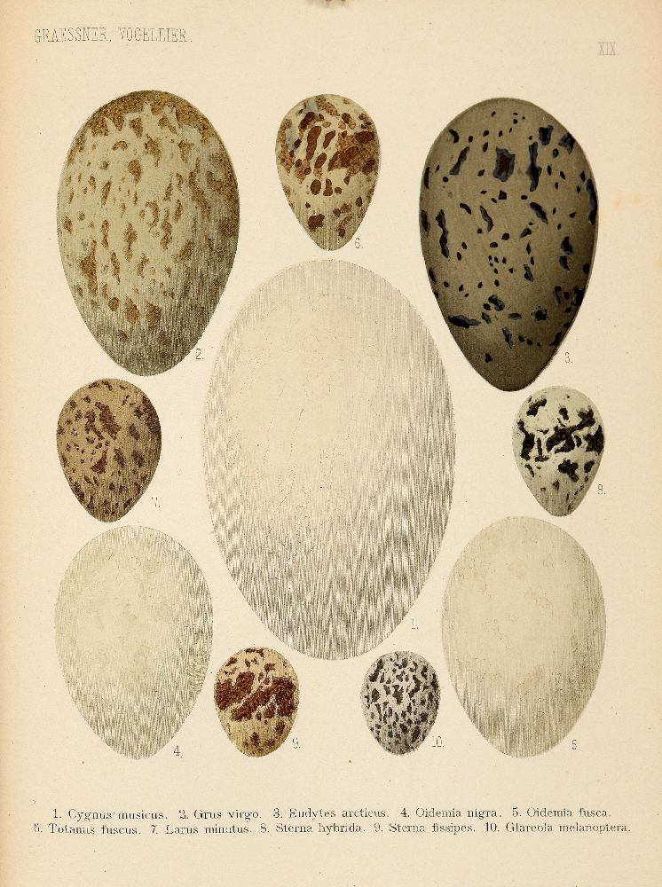 Große Abbildung Nr.3: 140-1932 Graessner,F.: (Zoologie, Vögel)