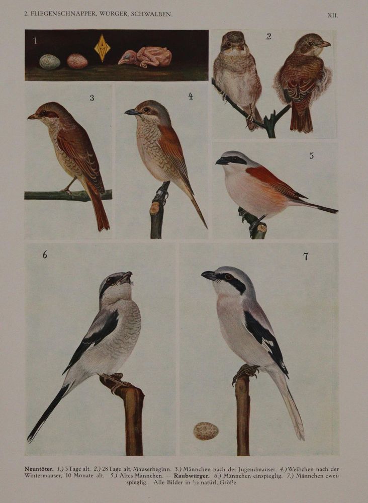 Große Abbildung Nr.3: 140-1933 Heinroth,O. u. M.: (Zoologie, Vögel)