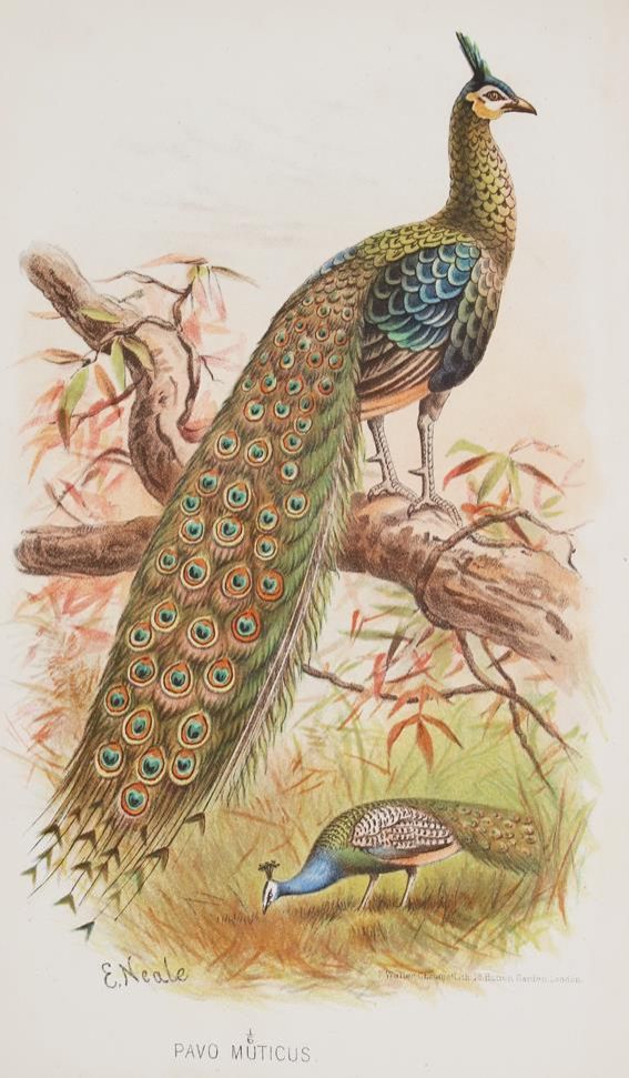 Große Abbildung Nr.2: 140-1934 Hume,A.O. u. C.H.T.Marshall.: (Zoologie, Vögel)