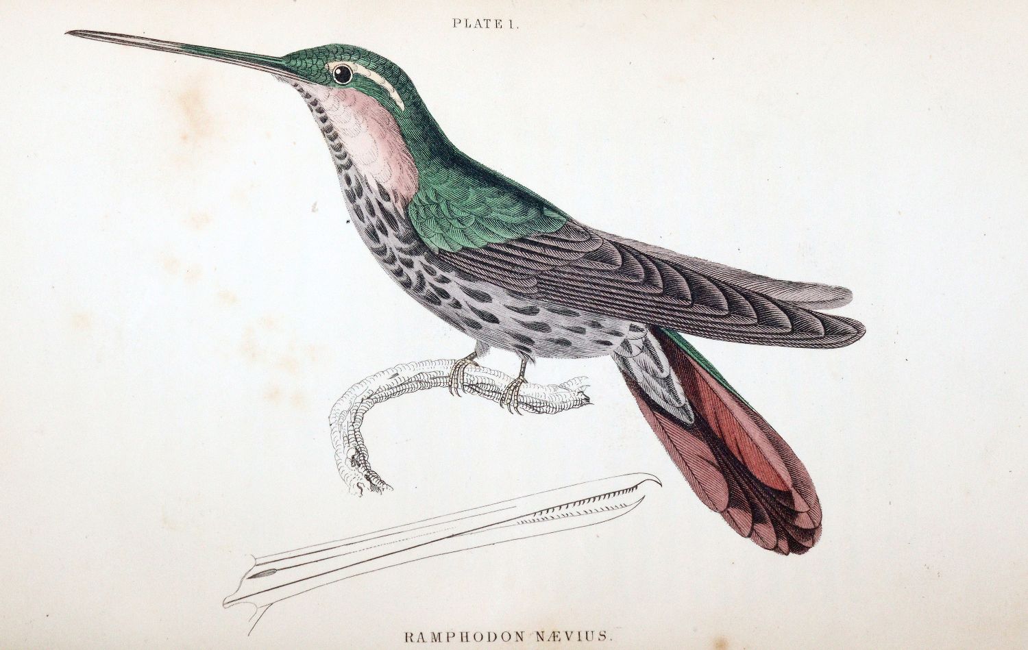 Große Abbildung Nr.3: 140-1935 Jardine,W.: (Zoologie, Vögel, Kolibris)