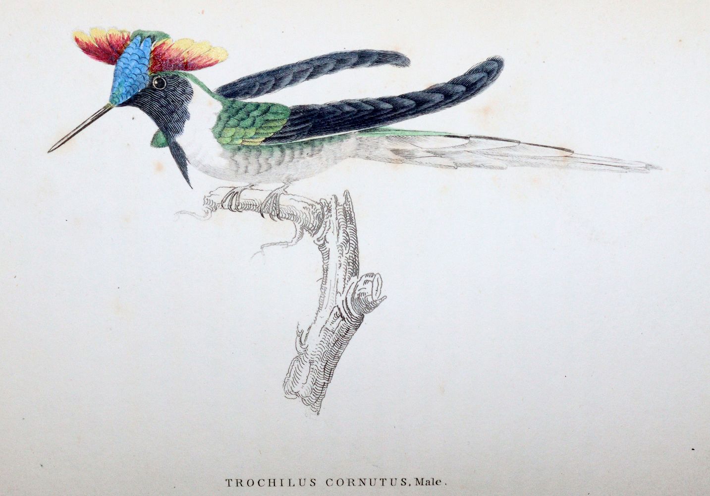Große Abbildung Nr.4: 140-1935 Jardine,W.: (Zoologie, Vögel, Kolibris)