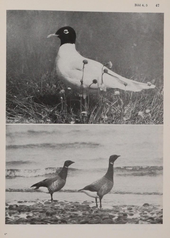 Große Abbildung Nr.1: 140-1938 Ornithologie.: (Zoologie, Vögel)