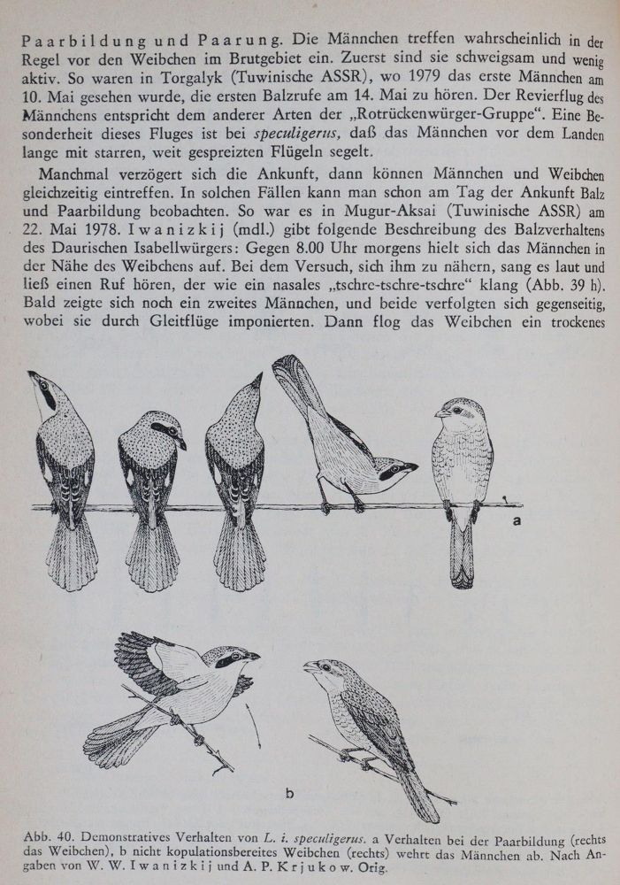 Große Abbildung Nr.2: 140-1939 Ornithologie.: (Zoologie, Vögel)