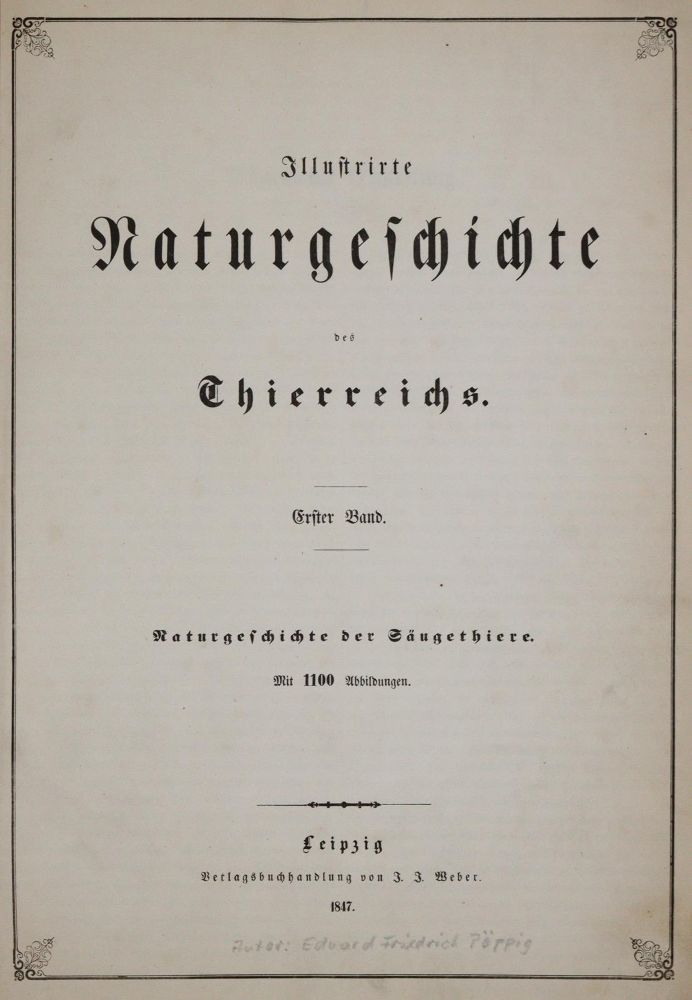 Große Abbildung Nr.1: 140-1942 (Pöppig,E.).: (Zoologie, Vögel)