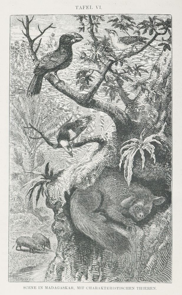 Große Abbildung Nr.1: 140-1945 Wallace,A.R.: (Zoologie)