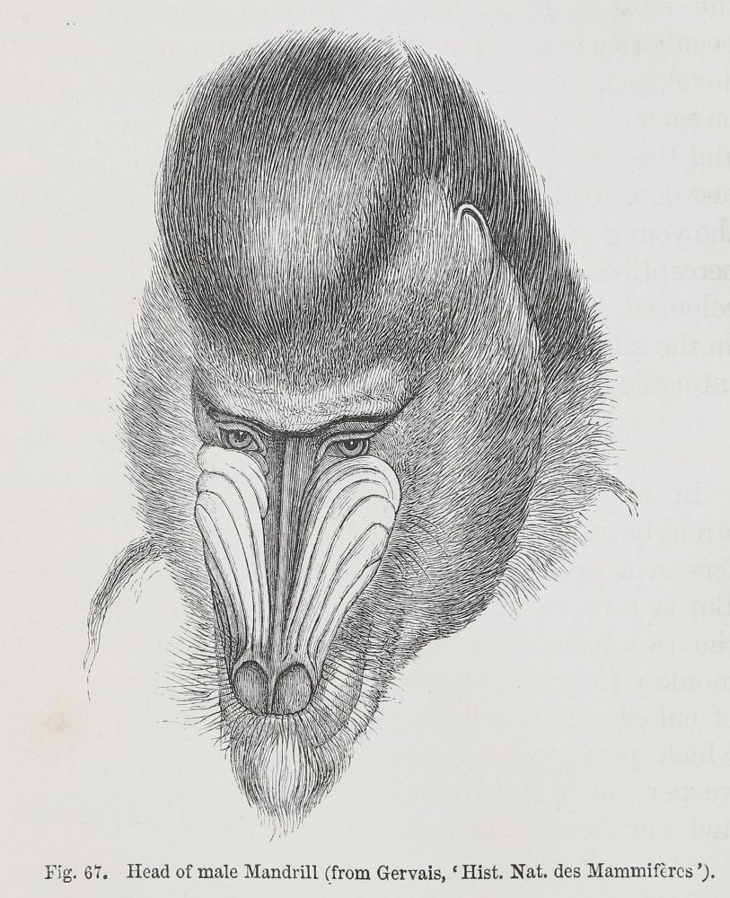 Große Abbildung Nr.1: 140-1952 Darwin,Ch.: (Verschiedene Gebiete - Varia, Anthropologie)