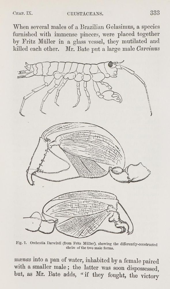 Große Abbildung Nr.2: 140-1952 Darwin,Ch.: (Verschiedene Gebiete - Varia, Anthropologie)