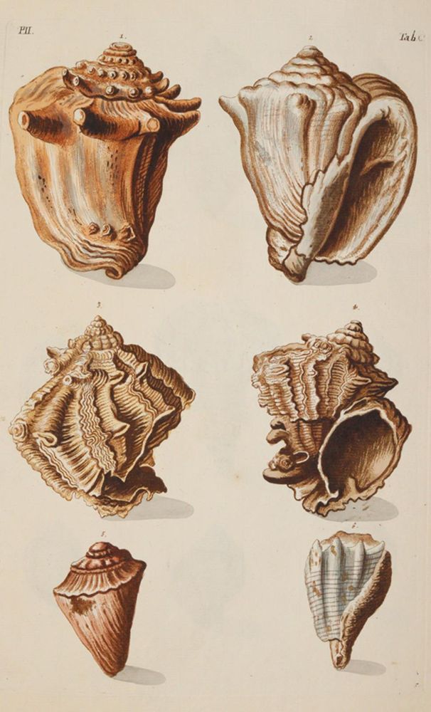 Große Abbildung Nr.1: 140-1995 Knorr,G.W.: (Verschiedene Gebiete - Varia, Geologie - Mineralogie u. Paläontologie)