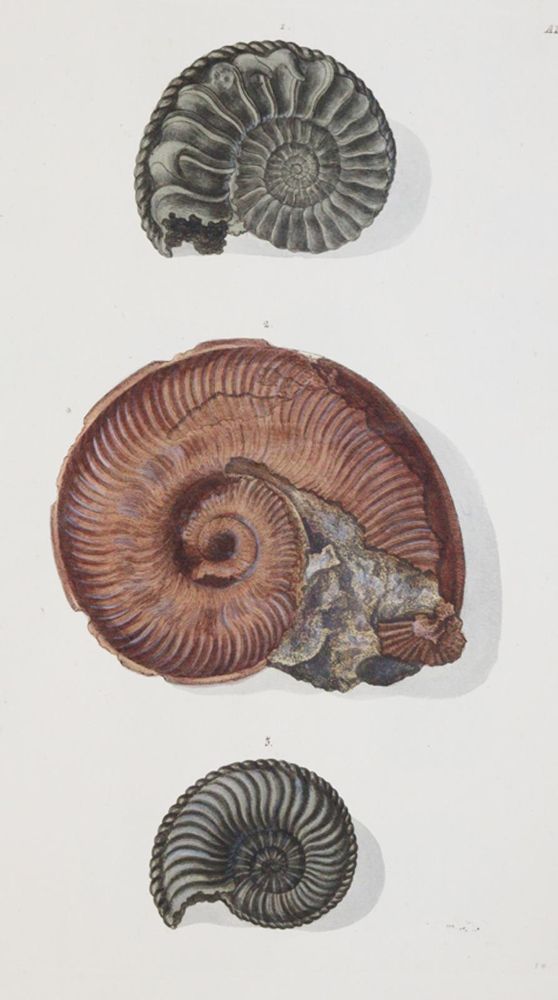 Große Abbildung Nr.2: 140-1995 Knorr,G.W.: (Verschiedene Gebiete - Varia, Geologie - Mineralogie u. Paläontologie)