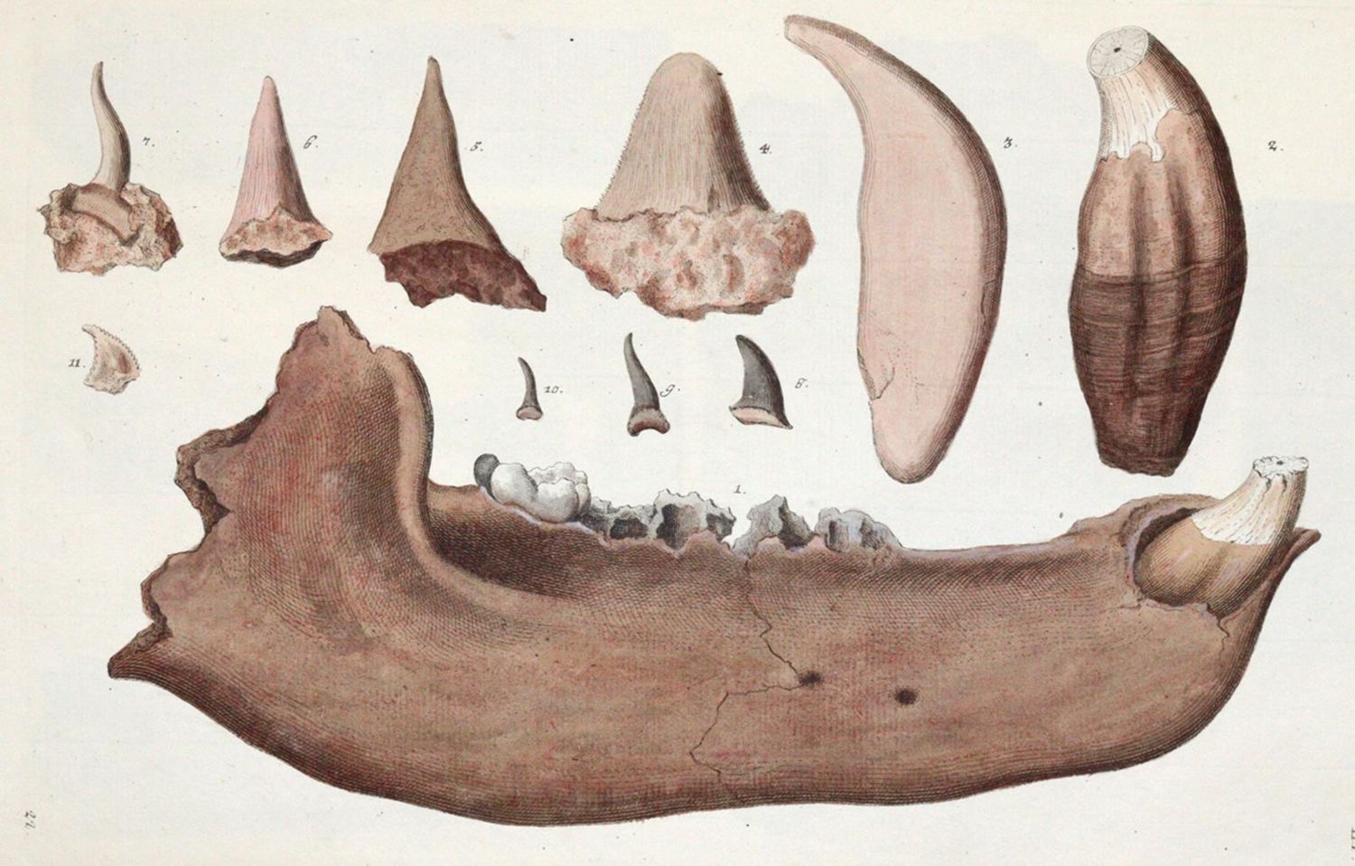 Große Abbildung Nr.3: 140-1995 Knorr,G.W.: (Verschiedene Gebiete - Varia, Geologie - Mineralogie u. Paläontologie)