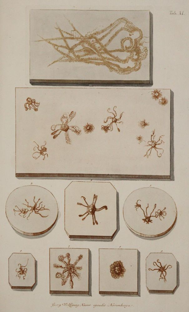 Große Abbildung Nr.3: 140-1996 Knorr,G.W.: (Verschiedene Gebiete - Varia, Geologie - Mineralogie u. Paläontologie)