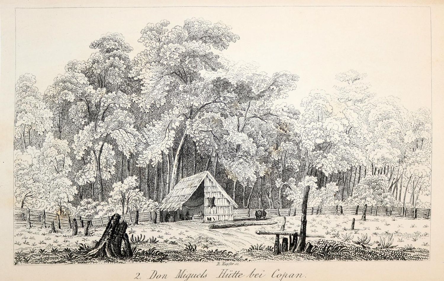 Große Abbildung Nr.5: 140-2145 Stephens,J.L.: (Amerika)