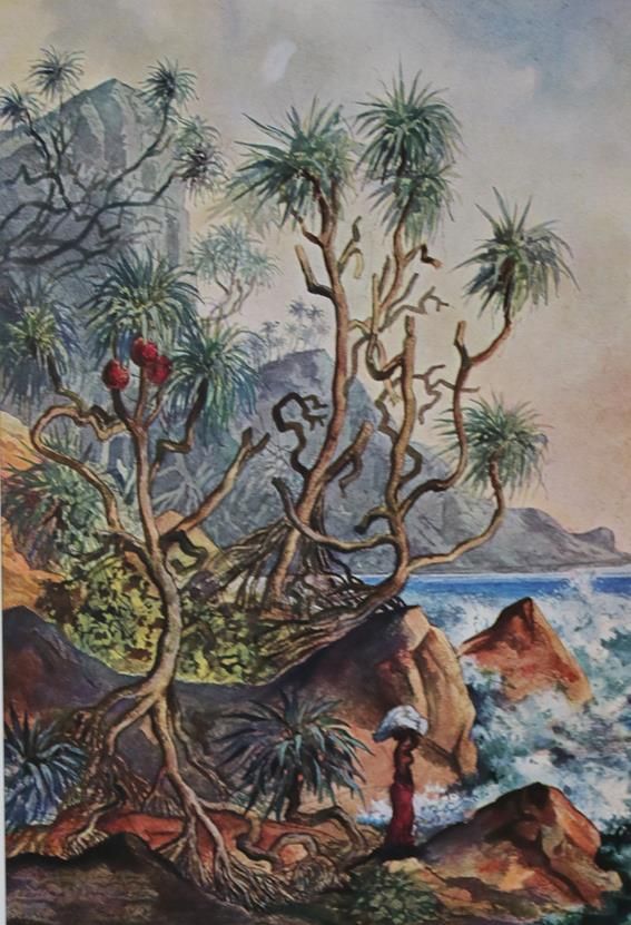 Große Abbildung Nr.1: 140-2176 Haeckel,E.: (Asien)