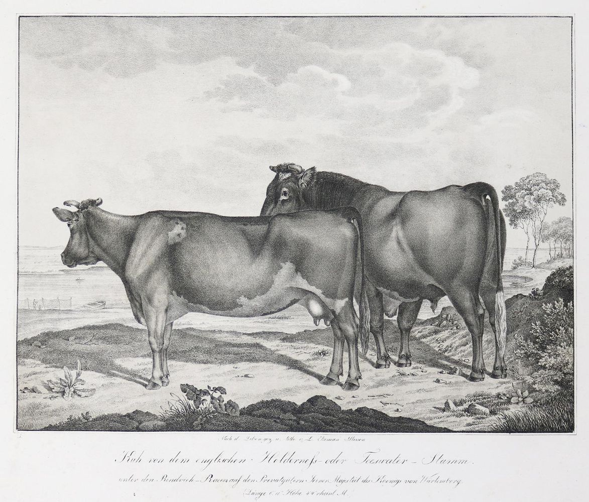 Große Abbildung Nr.1: 140-2243 Weckherlin,A.v.: (Deutschland, Baden-Württemberg, Rinder)